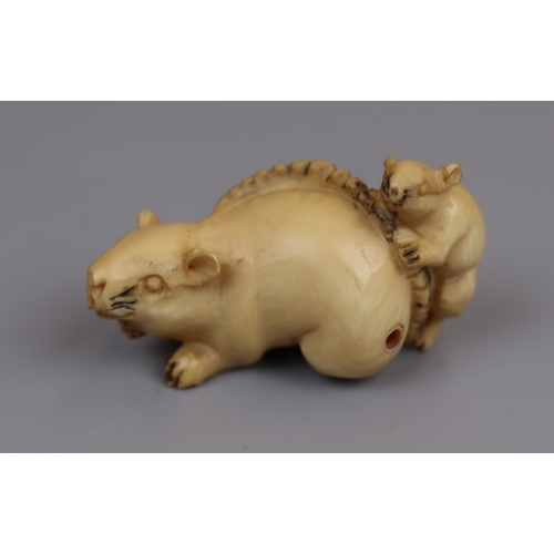 80 - Signed Ivory Netsuke of 2 rats - Meiji period (1868-1912)