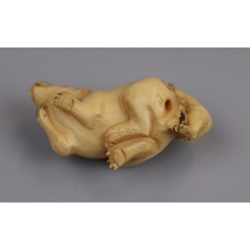 80 - Signed Ivory Netsuke of 2 rats - Meiji period (1868-1912)