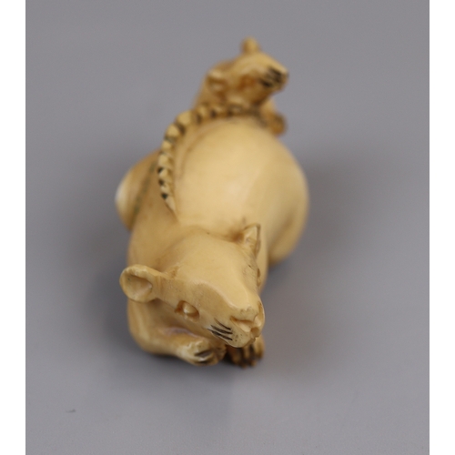 80 - Signed Ivory Netsuke of 2 rats - Meiji period (1868-1912)