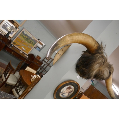 312 - Pair of mounted bovine horns