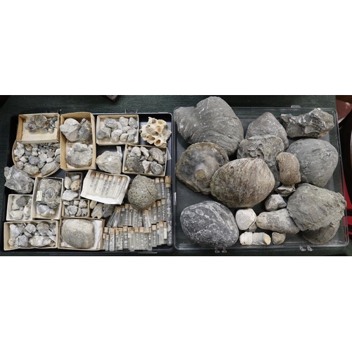 203 - Collection of fossils