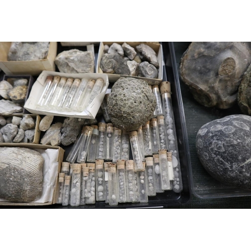 203 - Collection of fossils