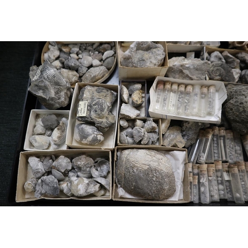 203 - Collection of fossils