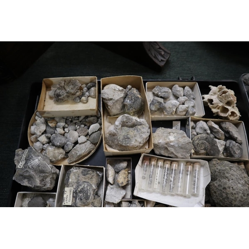 203 - Collection of fossils