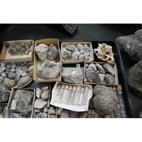 203 - Collection of fossils