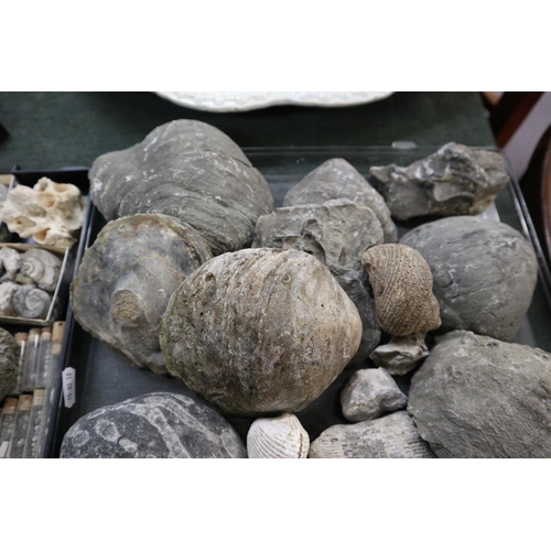 203 - Collection of fossils