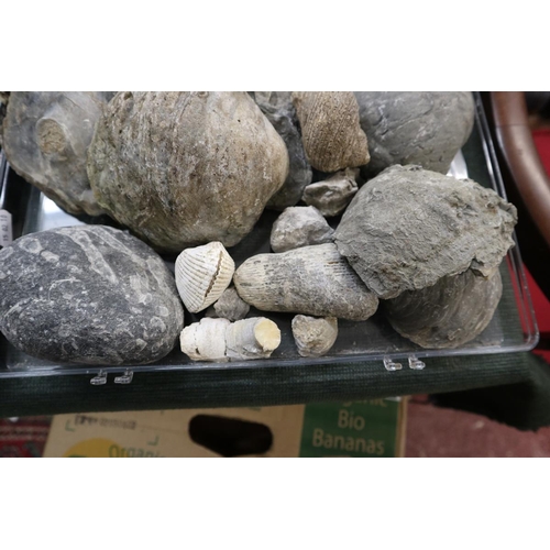 203 - Collection of fossils