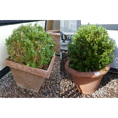 525 - Pair of ferns in planters