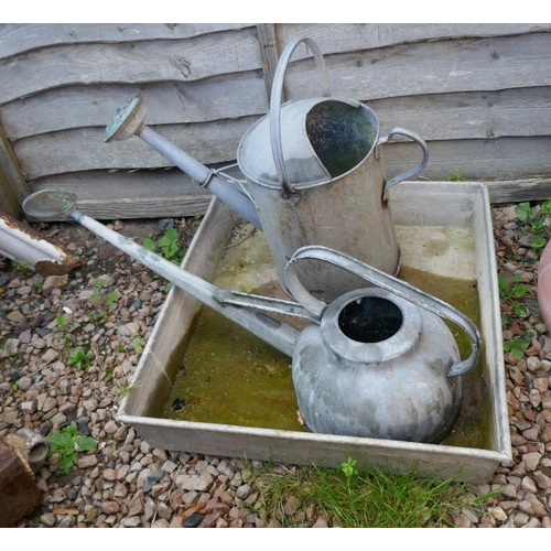 541 - 2 galvanised watering cans together with galvanised tray