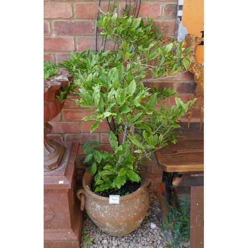 545 - Terracotta urn with Magnolia plant