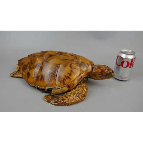 170 - Antique taxidermy turtle - Approx. L: 41cm