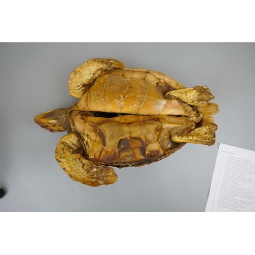 170 - Antique taxidermy turtle - Approx. L: 41cm