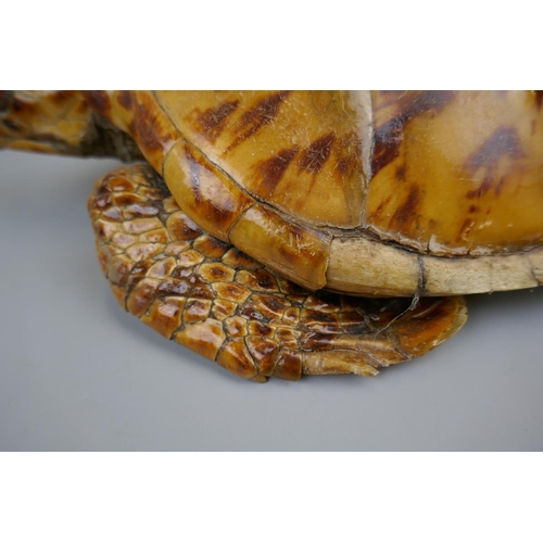 170 - Antique taxidermy turtle - Approx. L: 41cm