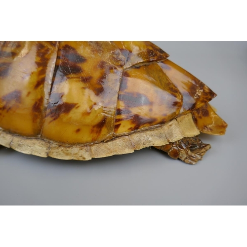 170 - Antique taxidermy turtle - Approx. L: 41cm