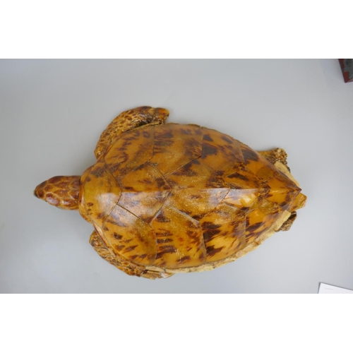 170 - Antique taxidermy turtle - Approx. L: 41cm
