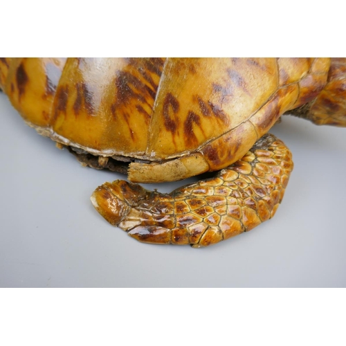 170 - Antique taxidermy turtle - Approx. L: 41cm