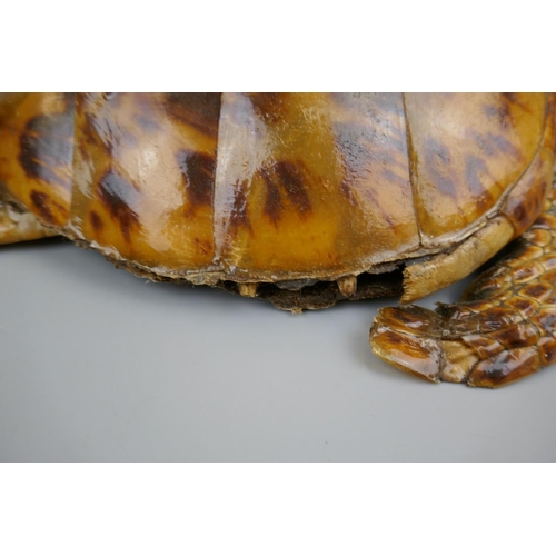 170 - Antique taxidermy turtle - Approx. L: 41cm