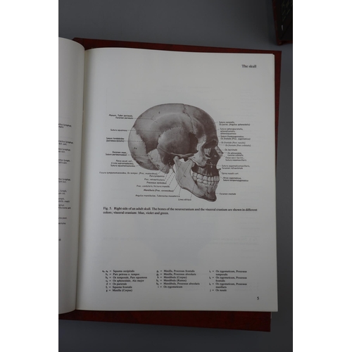 65 - Eduard Pernkopf human anatomy in trans-color system - Slides and projections