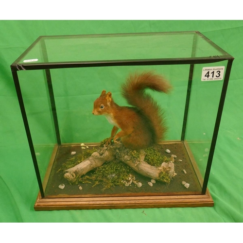 354 - Taxidermy - Cased red squirrel