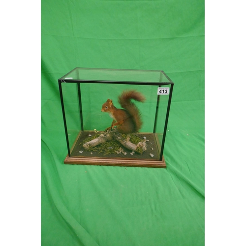 354 - Taxidermy - Cased red squirrel