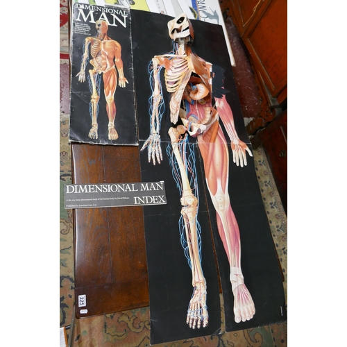 224 - Dimensional man body wall chart