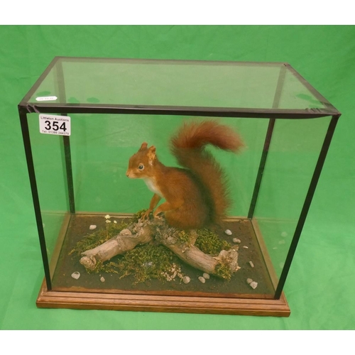 354 - Taxidermy - Cased red squirrel