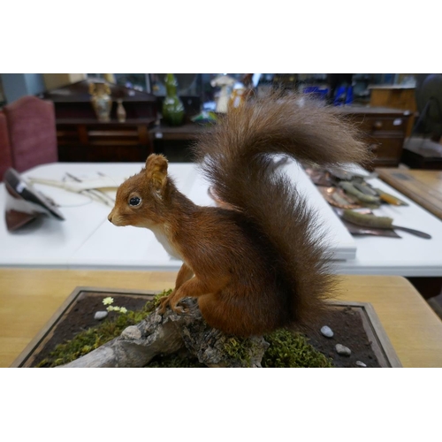 354 - Taxidermy - Cased red squirrel