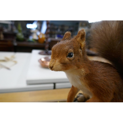 354 - Taxidermy - Cased red squirrel