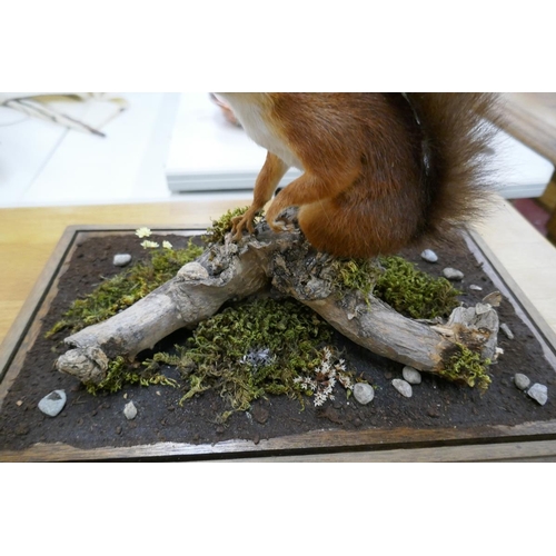 354 - Taxidermy - Cased red squirrel