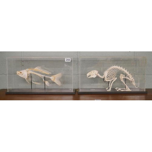 255 - Two educational skeleton figures in perspex cases - fish & mammal (made by Gerrard, London)