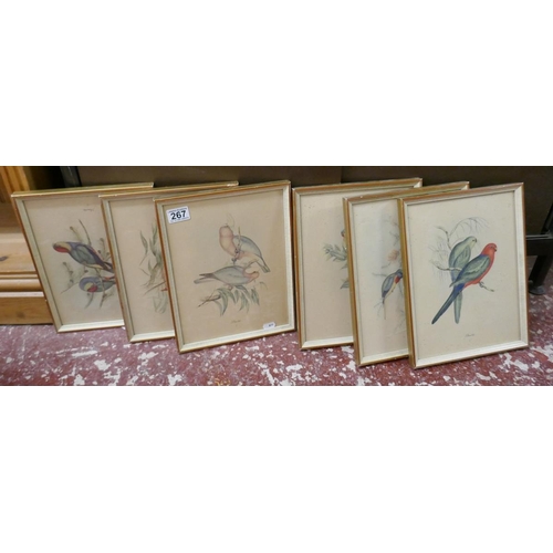 267 - Set of 6 bird prints