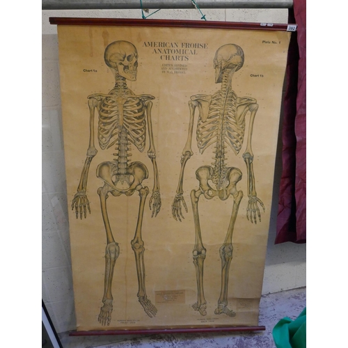 392 - Anatomical science lab poster - Approx. image size 103cm x 158cm