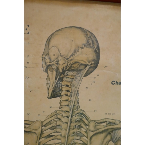 392 - Anatomical science lab poster - Approx. image size 103cm x 158cm