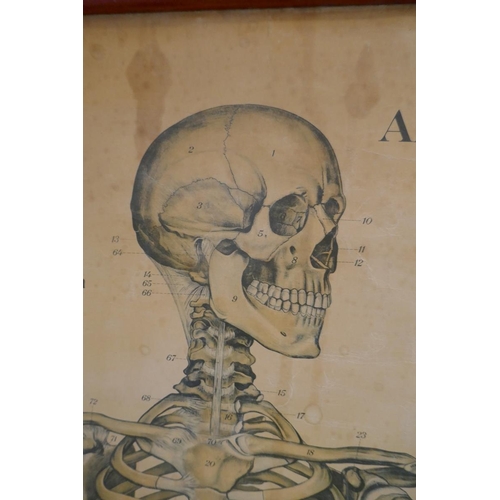 392 - Anatomical science lab poster - Approx. image size 103cm x 158cm