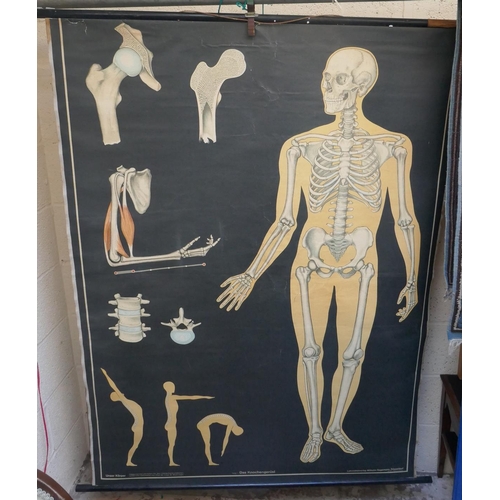 403 - Anatomical science poster - Image size: 116cm x 155cm