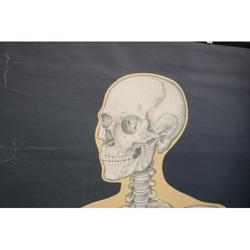 403 - Anatomical science poster - Image size: 116cm x 155cm