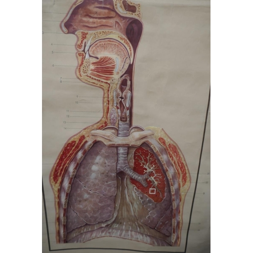 461 - Adam Rouilly medical poster - IS: 118cm x 86cm