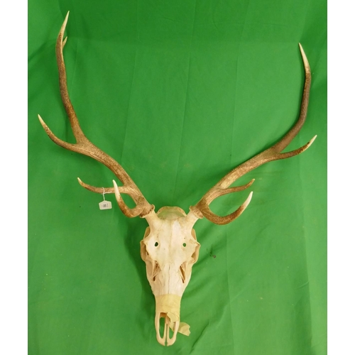 502 - Mounted antlers