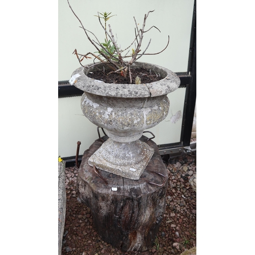 420 - Stone pedestal planter on wooden plinth