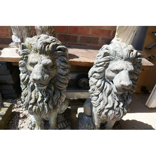 466 - Pair of large stone lions - Approx height: 73cm