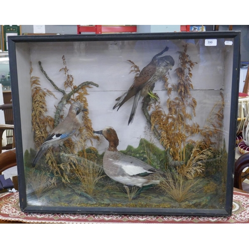 390 - Taxidermy birds in case - Approx: W: 79cm D: 23cm H: 67cm