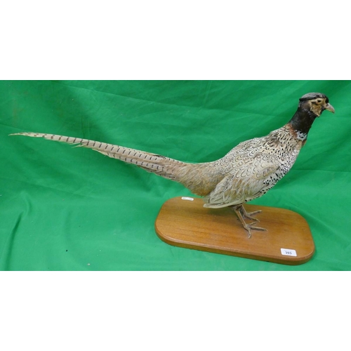 393 - Taxidermy pheasant mounted on wooden stand