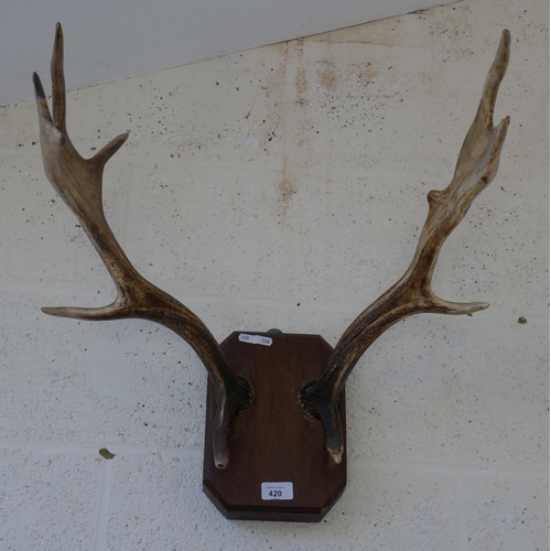 420 - Pair of mounted antlers