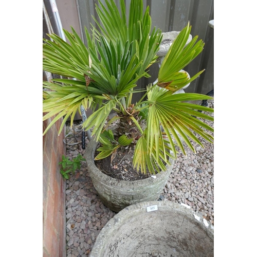 371 - Pair of stone planters 1 with plant