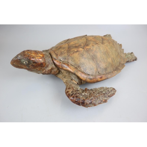 140 - Taxidermy sea turtle