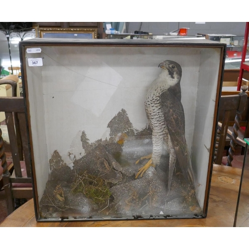 367 - Peregrine falcon in Victorian case - Approx size: W: 56cm D: 22cm H: 56cm