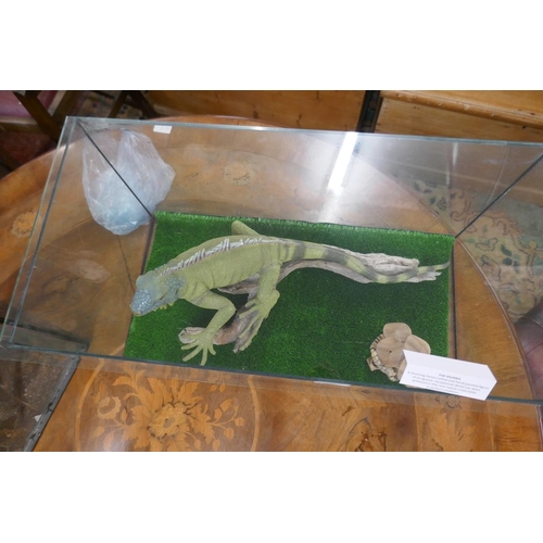 366 - Hand crafted and hand painted iguana - Approx size: W: 60cm D: 30cm H: 30cm