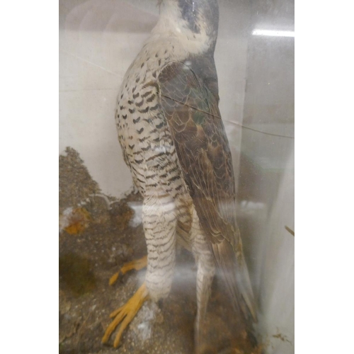 367 - Peregrine falcon in Victorian case - Approx size: W: 56cm D: 22cm H: 56cm