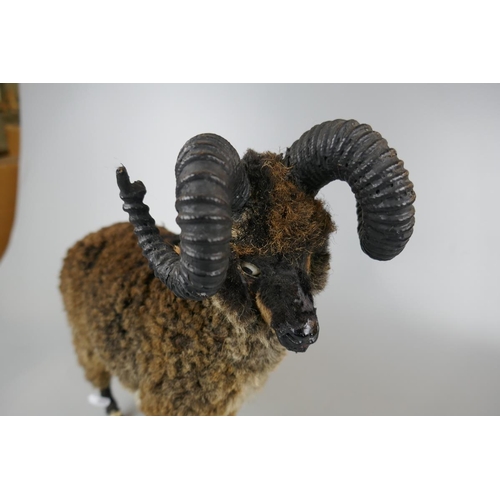 73 - Victorian model ram with real fur - Approx height: 36cm