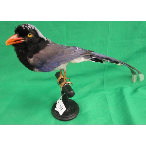 290 - Taxidermy bird